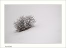 Tree in Heaven