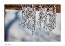 frozen fence