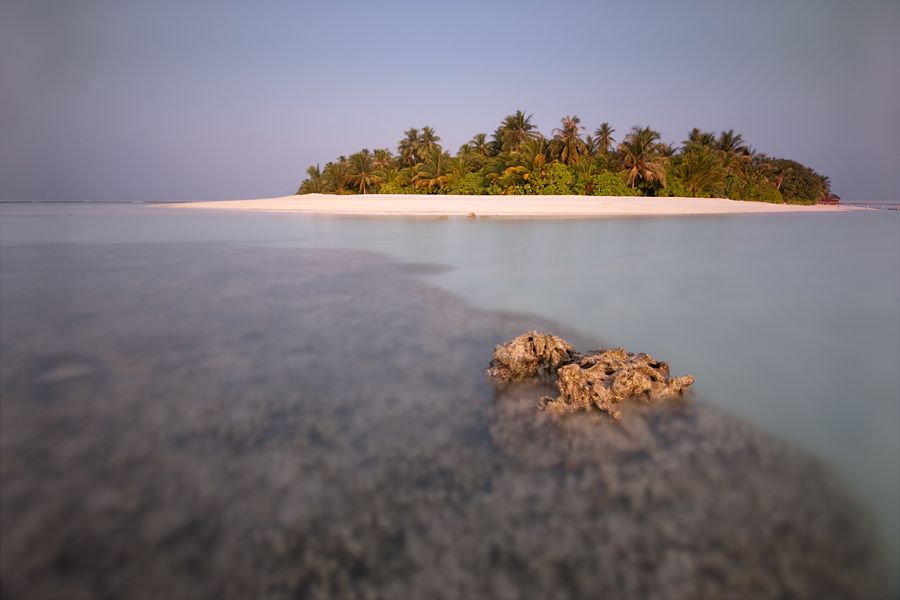 The forest and its rock