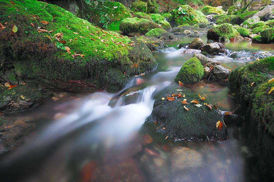 autumn leaves