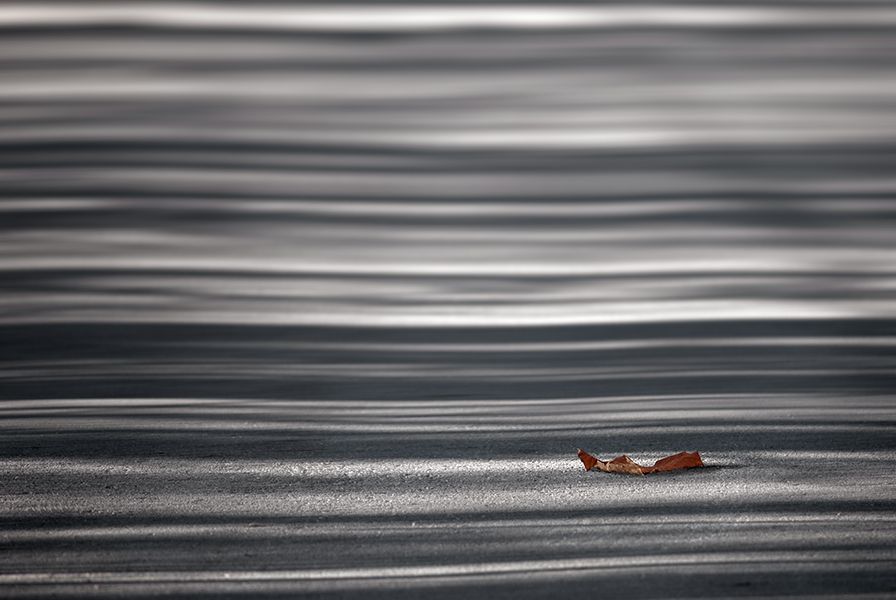 Leaf and bare trees