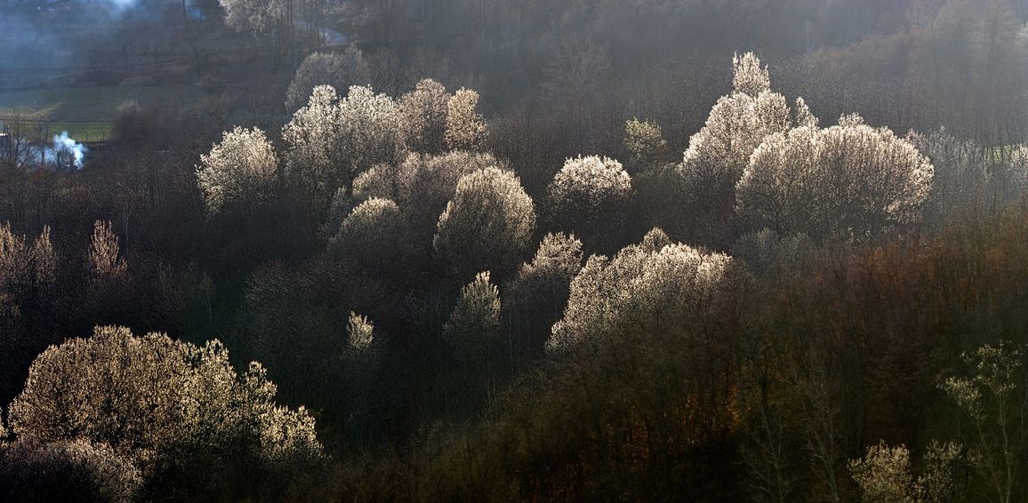 Spring blooming