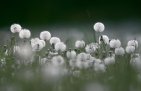 spring flowering