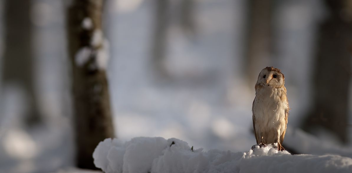 Barn Owl