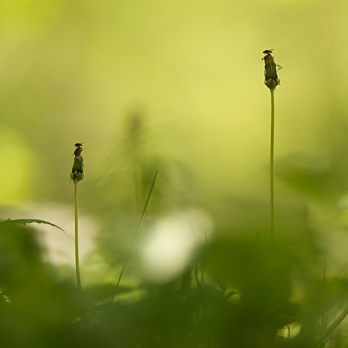 lookout posts