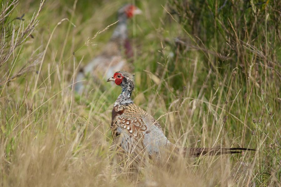 pheasant