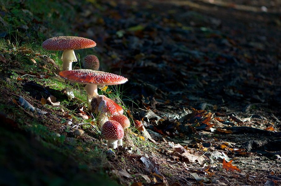 Snow White Mushrooms