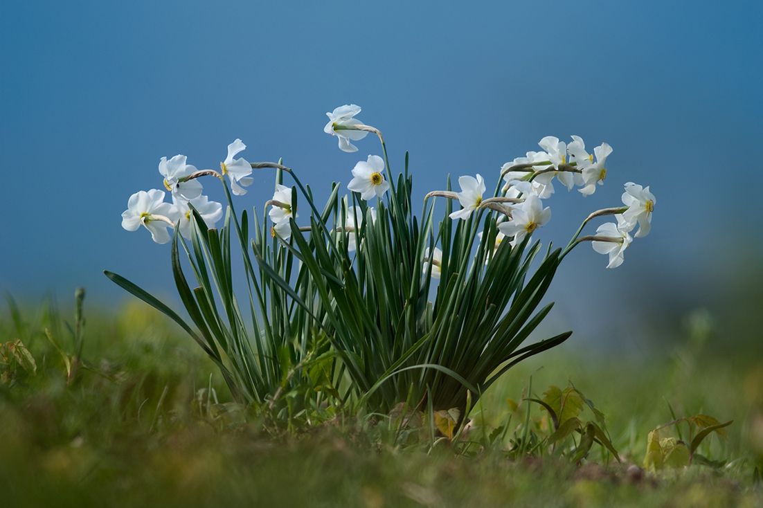 Jonquils