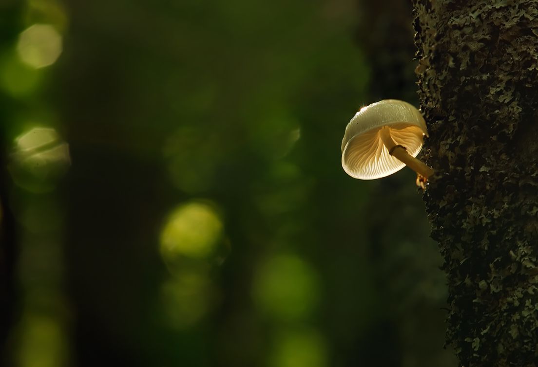 small light umbrella