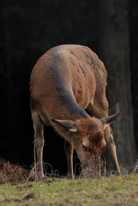 grazing