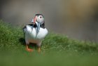 Puffin