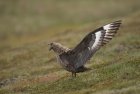 Great skua