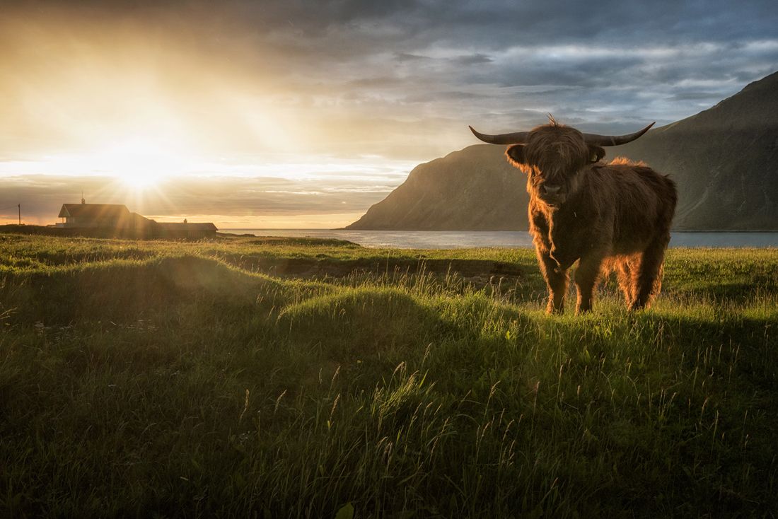 Sunset Bull