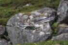 White Tailed Eagle