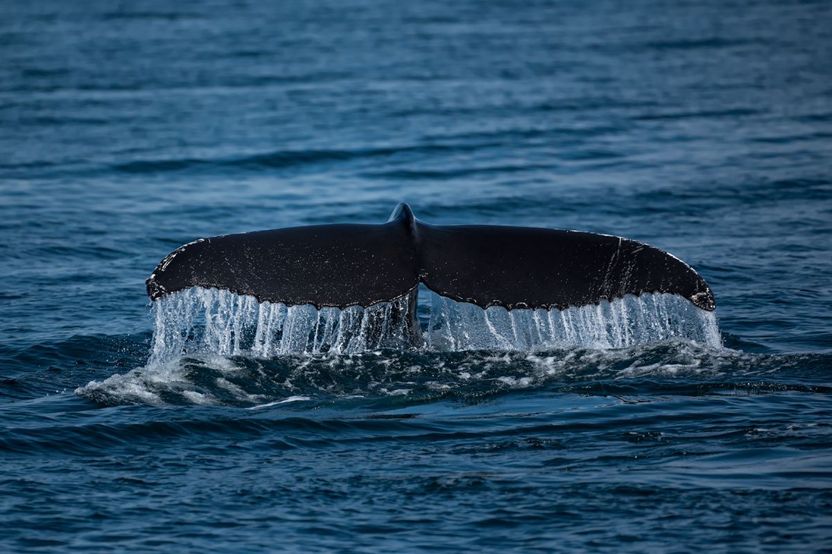 whale